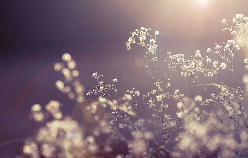 the sun, macro, rays, light, flowers, nature, plant, dry, Dried Flowers HD wallpaper