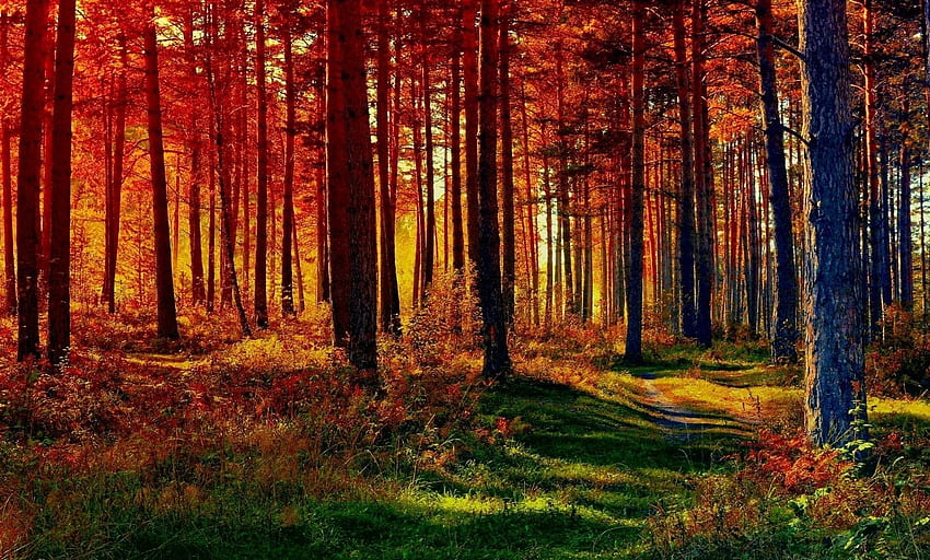 森、色、木々、秋 高画質の壁紙