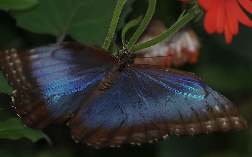 Farfalla, natura, insetti Sfondo HD