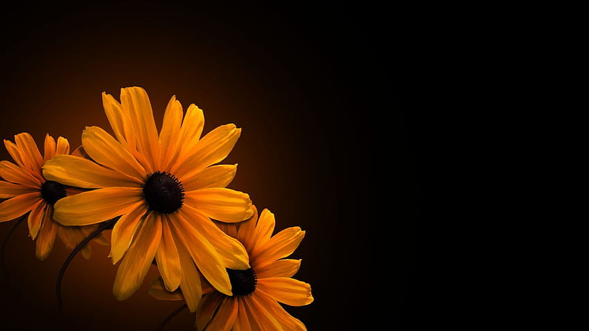 Yellow Flowers with Dark Background HD wallpaper