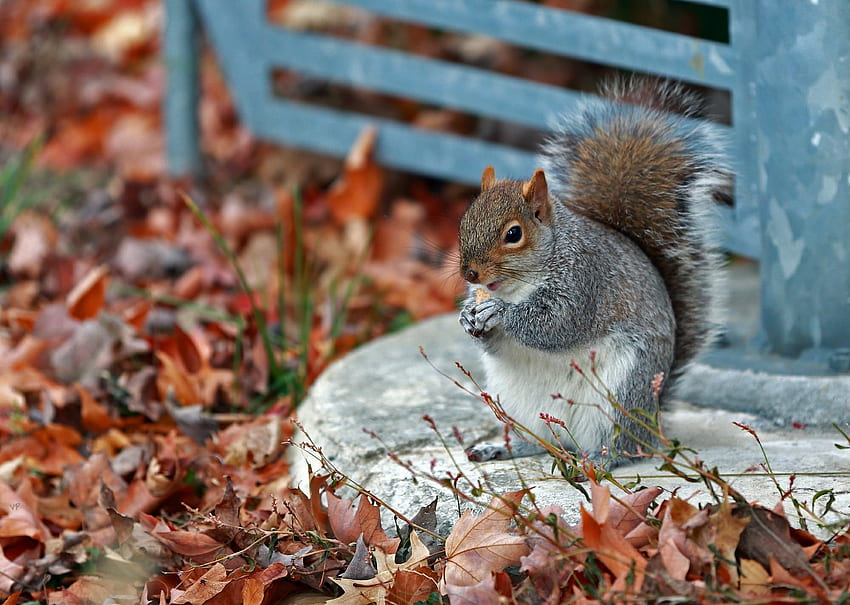 Animals, Squirrel, Grass, Autumn, Leaves, Park HD wallpaper