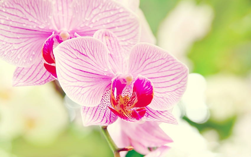 Piękna orchidea, różowa orchidea, różowa, piękna, natura, kwiaty, orchidea Tapeta HD