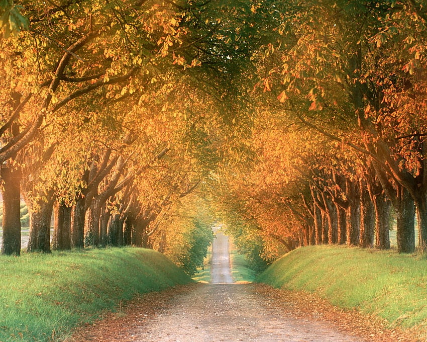 drzewa, droga, jesień, trawa Tapeta HD