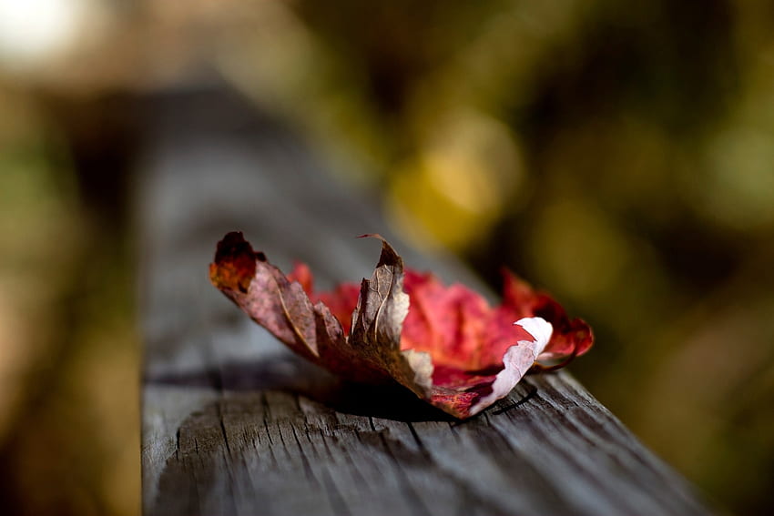 outono, macro, madeira, madeira, superfície, folha, folha, seco papel de parede HD