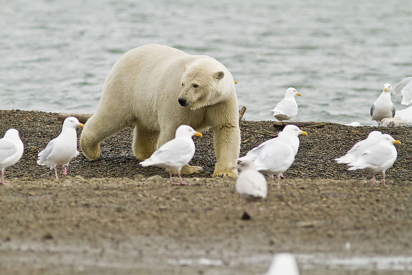 Between the gulls, animal, gull, bear, bird, polar, ursus, arctic HD wallpaper