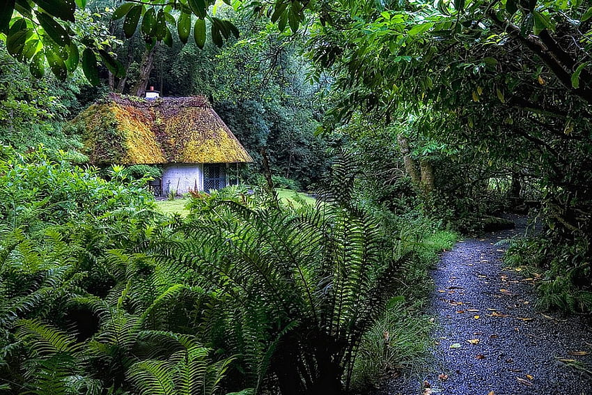 Forest Hut, 쿨, 숲, , 오두막 HD 월페이퍼