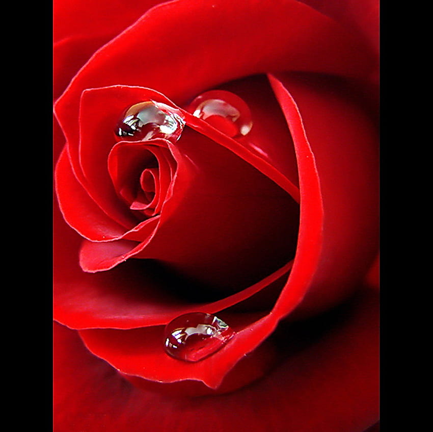 Rose-dew, rosa, cena, vermelho, gotas, quente, natureza, flores, orvalho papel de parede HD