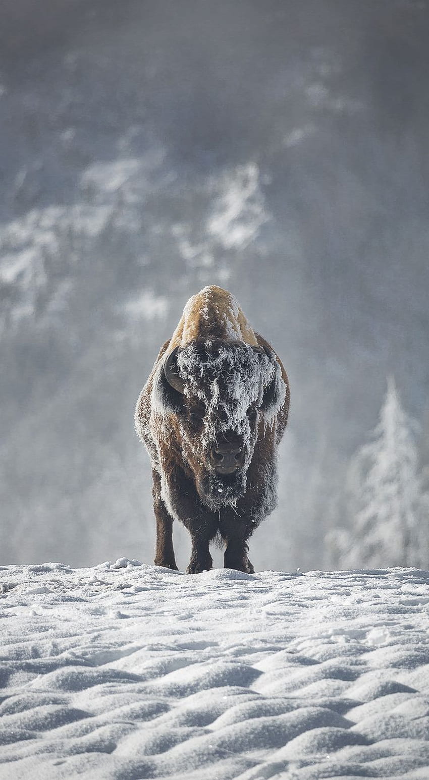 The Test of Winter, Winter Bison HD phone wallpaper