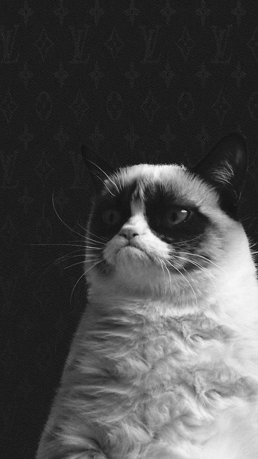 Galaxy Cat, Cheshire Cat iPhone 6 Plus HD phone wallpaper