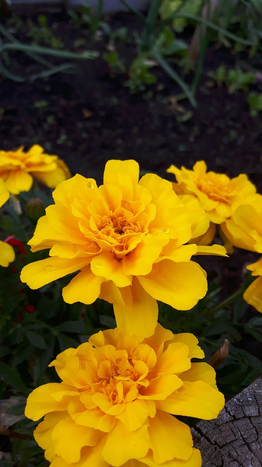 Yellow Teardrops•. graphy. Yellow, Yellow flowers, Flowers, Yellow Flower Aesthetic HD phone wallpaper