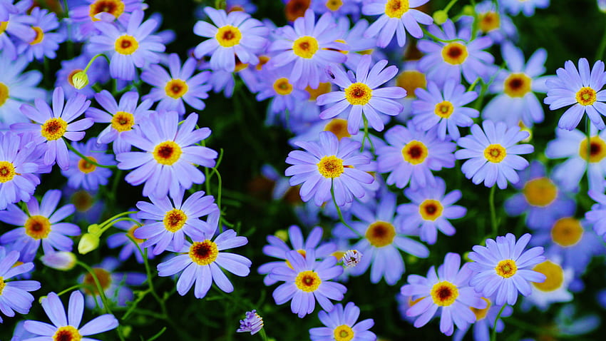 Marguerite papatya Bitkileri Cep Telefonları ve dizüstü bilgisayar için Mavi çiçekler makro grafiği Ultra HD duvar kağıdı
