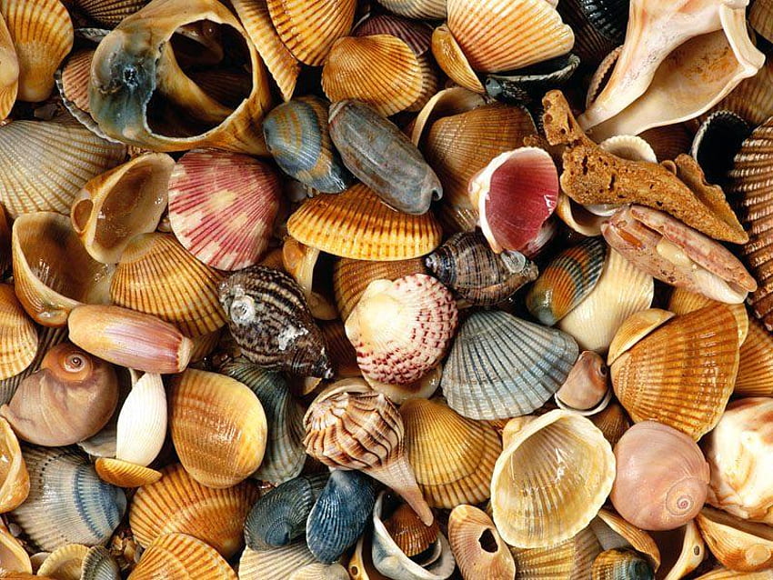 Colourful seashells, sea, shellls, graphy, colourful, colour, seashells HD wallpaper