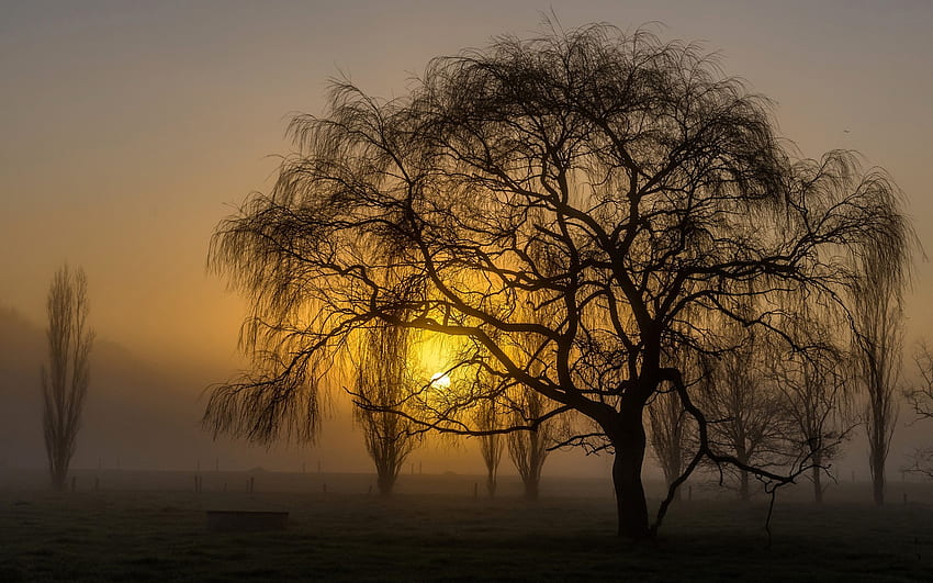 Weeping Willow Sunset, nature, silhouette, tree, sunset HD wallpaper