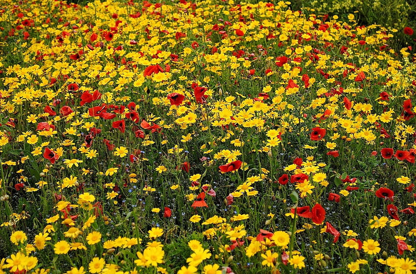 Blumen, Mohnblumen, Sommer, blaue Kornblumen, Poljana, Lichtung, Stimmung HD-Hintergrundbild