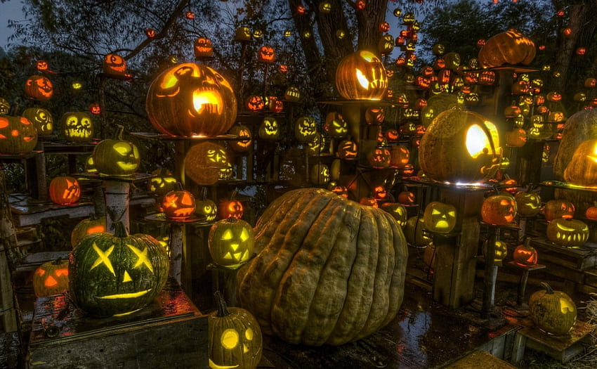 Pesta labu Halloween, sihir, warna, indah, pesta, halloween, toko, lampu, labu, kemegahan, indah Wallpaper HD