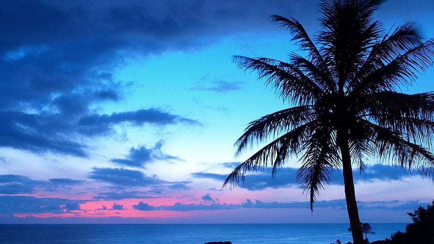 45 Pink Blue Sunset Beach [] na Twój telefon komórkowy i tablet. Poznaj plażę. Piękna plaża, muszle na plaży Tapeta HD