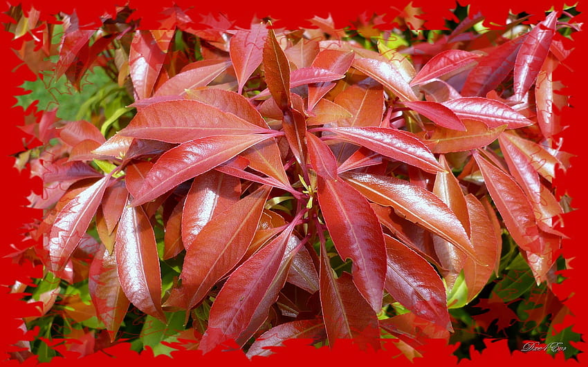 Rot werden, Pflanze, Blume, Washington, Rot, Breit, Orange, Laub HD-Hintergrundbild
