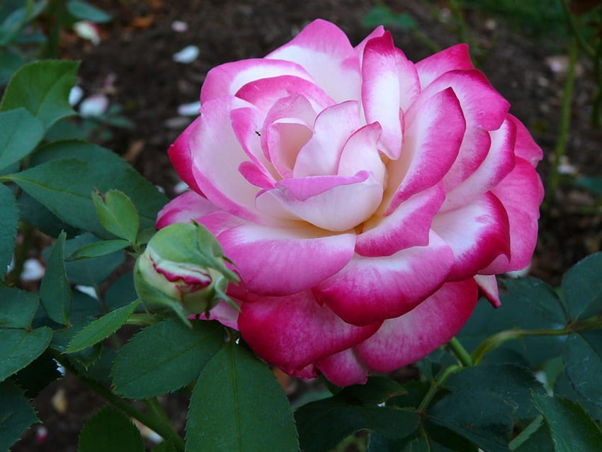 Grandiflora Rose 