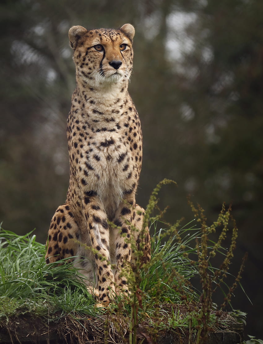 Zwierzęta, trawa, gepard, cętkowany, cętkowany, duży kot Tapeta na telefon HD