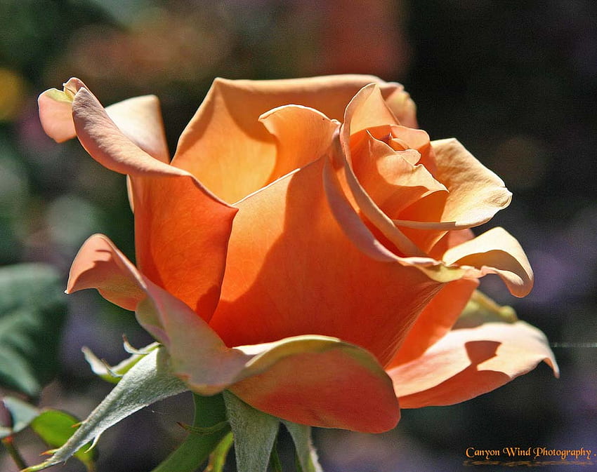 Pomarańczowa róża ogrodowa, sztuka, piękna, natura, róża ogrodowa, pomarańcza Tapeta HD