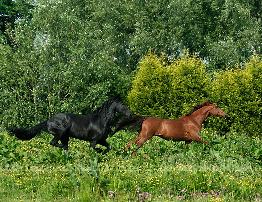 Running , horses, black, chestnut, , wild, forest HD wallpaper