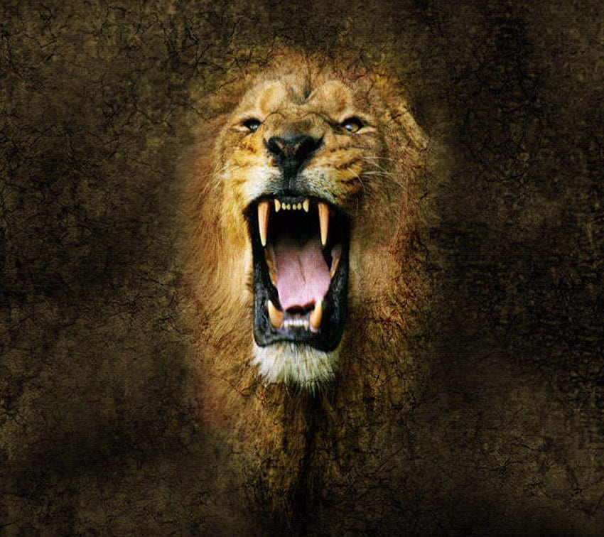 Angry Lion Face, Fierce Lion HD wallpaper | Pxfuel