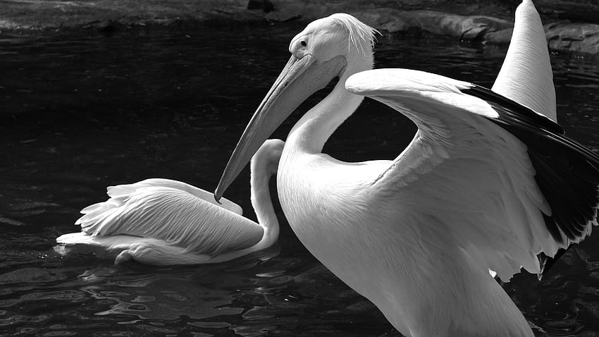 Pelican, white, bird, water HD wallpaper