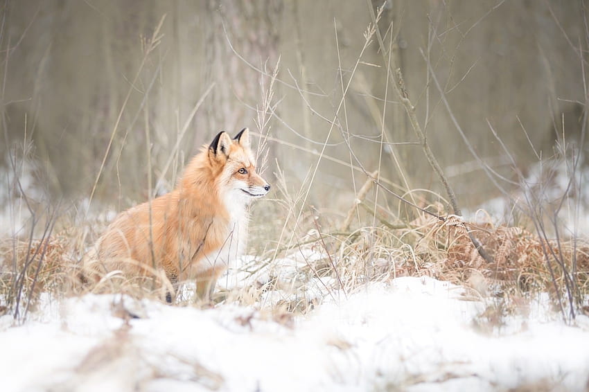 Fox, animals, snow, twigs HD wallpaper