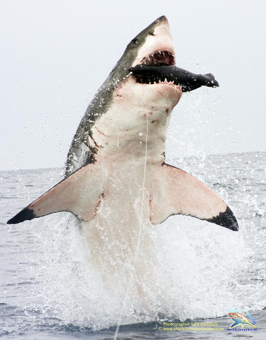 : Great White Sharks Breaching for g's Synthetic Seal Lure. Tiburones blancos, gran tiburon blanco, tiburon fondo de pantalla del teléfono
