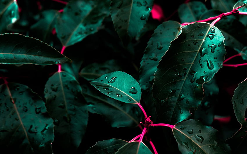 green leaves, rainforest, bushes, dewdrops, Green High Resolution HD wallpaper