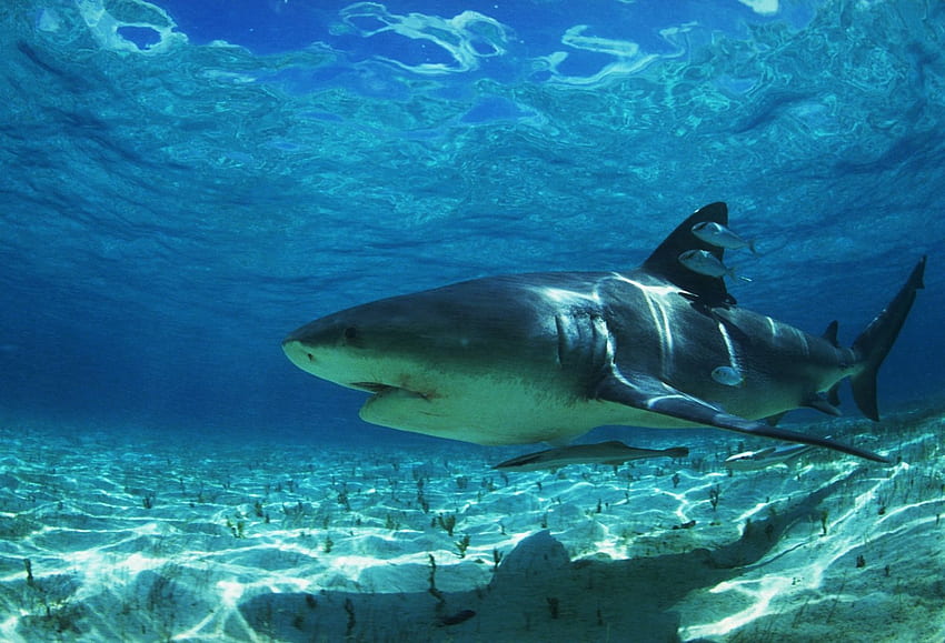 Shark after the fish wallpaper - Digital Art wallpapers - #26373