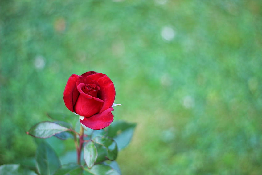 Samotna róża, hybrydowa herbaciana róża, roślina zielna, róże Tapeta HD