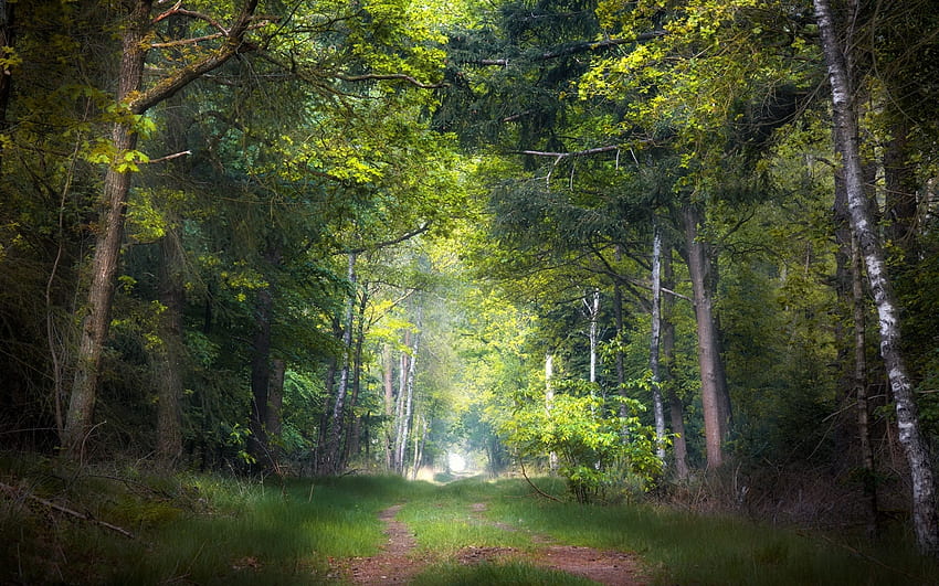 Forest Path, bétulas, natureza, patj, floresta papel de parede HD