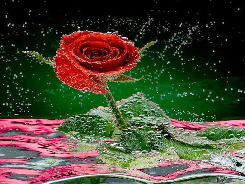 濡れた赤いバラ、バラ、花、赤、水性、しずく、花、孤独 高画質の壁紙