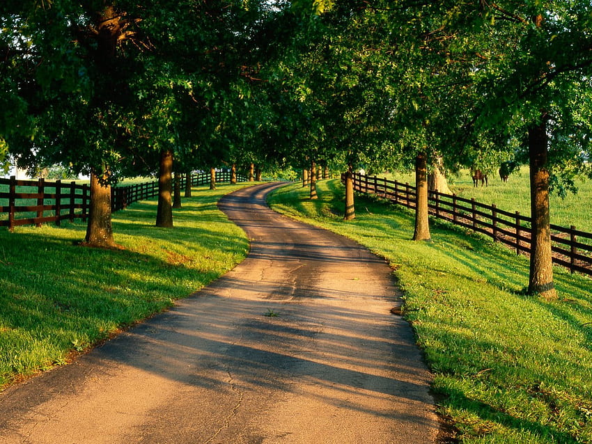 Country Lane, Green, Country, Trees, Fence, Lane HD wallpaper