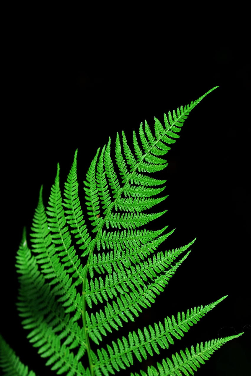 Fern, branch, green leaf HD phone wallpaper