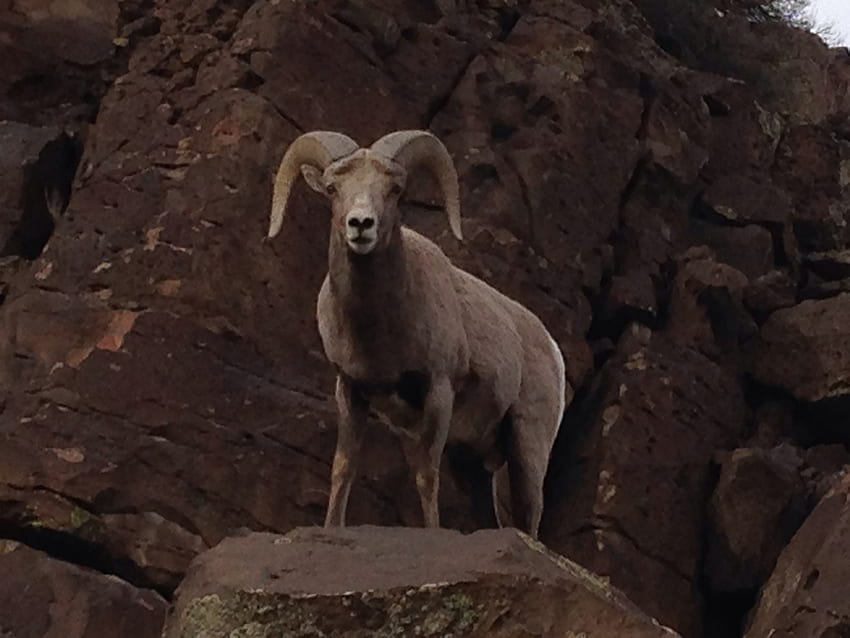 Rocky Mountain bighorn sheep (Wolf Creek BioBlitz) · iNaturalist HD