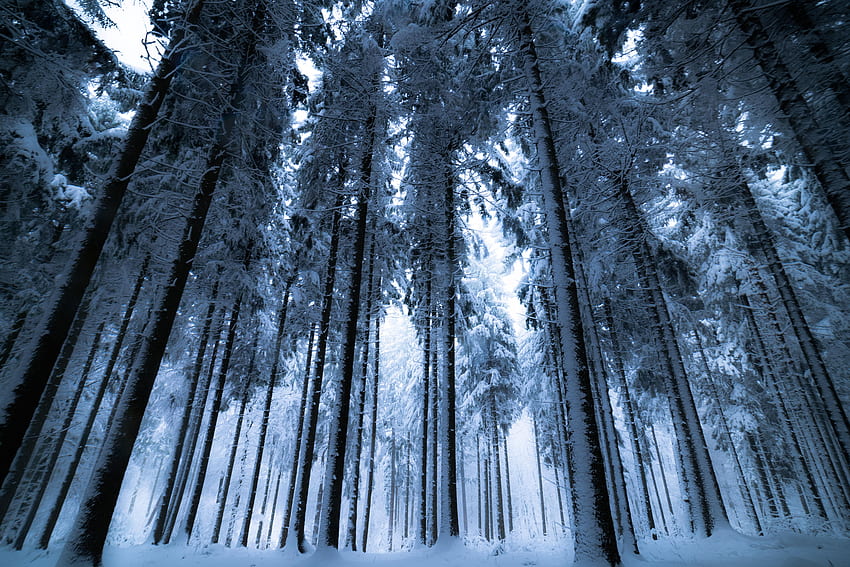 Inverno, natura, alberi, neve, foresta, nebbia, vista dal basso Sfondo HD