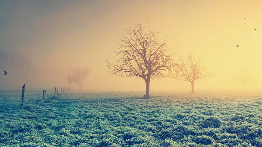 corvi in ​​una fantastica mattinata nebbiosa, nebbia, corvi, recinto, campi, albero Sfondo HD