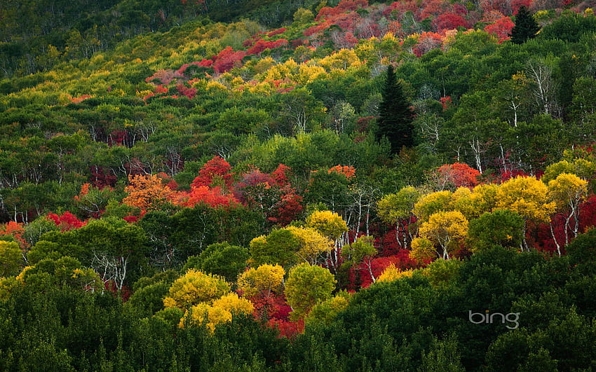 bing Archives, Korea Fall HD wallpaper