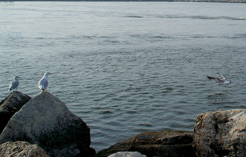 Lake Michigan, sea gulls, birds, michigan, water, rocks, lake, boulder HD wallpaper