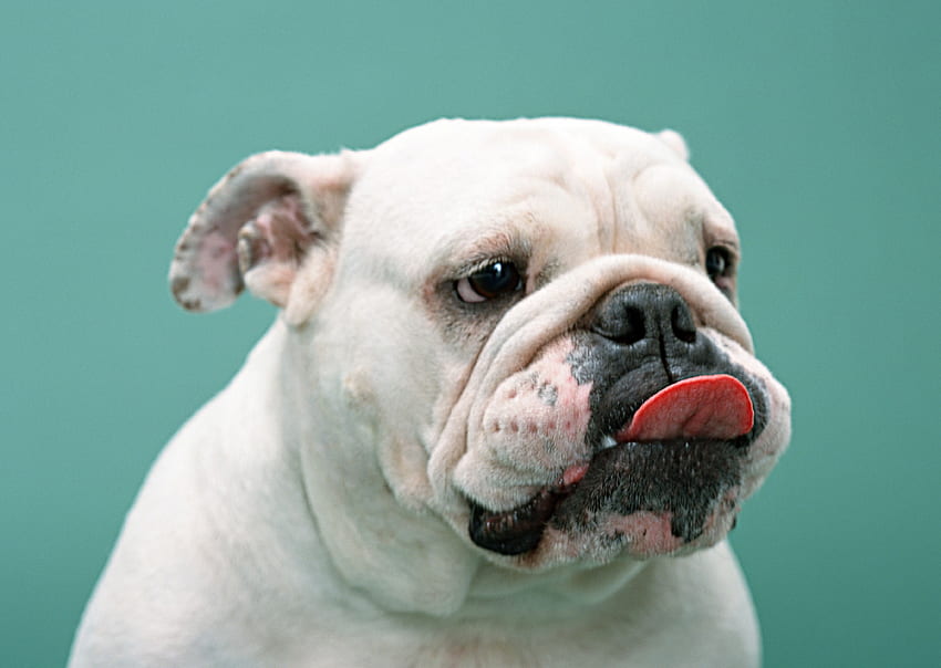 Bulldog, animal, dog, puppy, pet HD wallpaper