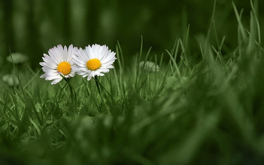 Ти и аз, поляна, трева, разцвет, маргаритки, маргаритка, листенца, цвете, любов, зелено, природа, цветя HD тапет