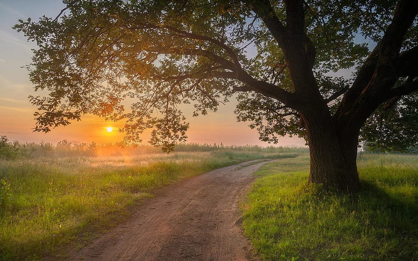 Oak by Road at Sunrise, carvalho, grama, estrada, árvore, nascer do sol papel de parede HD
