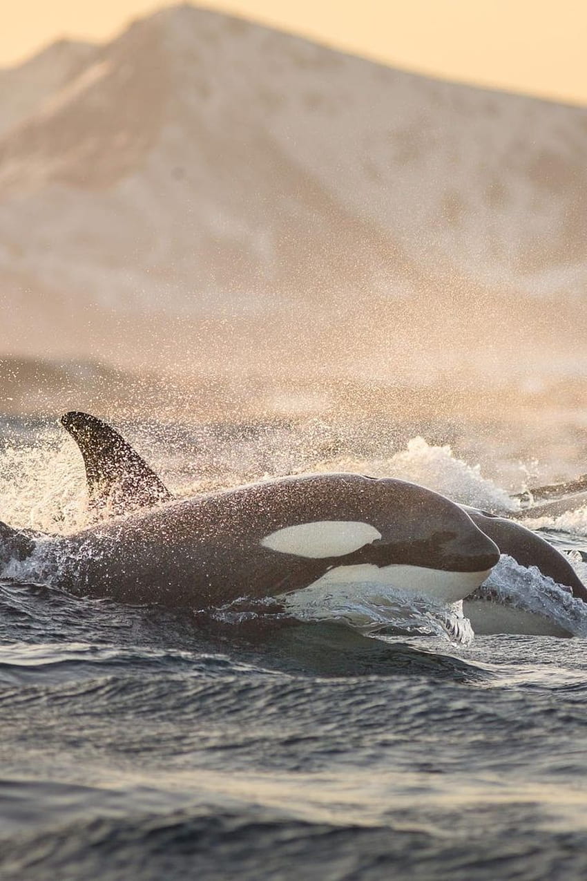 Orcas Assassina Бозайници през 2020 г. Orca, диви животни, косатки китове HD тапет за телефон