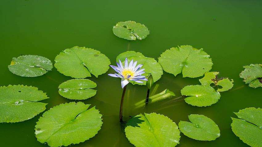 Giglio d'acqua viola chiaro Boccioli di fiori di loto Foglie verdi Fiori Sfondo HD