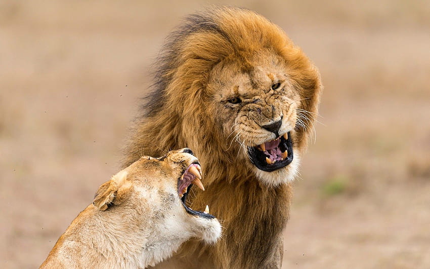 Animals, Aggression, Grin, Lion, Lioness HD wallpaper