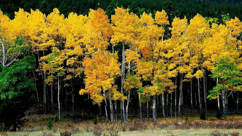 Nature, Autumn, Leaves, Birches HD wallpaper