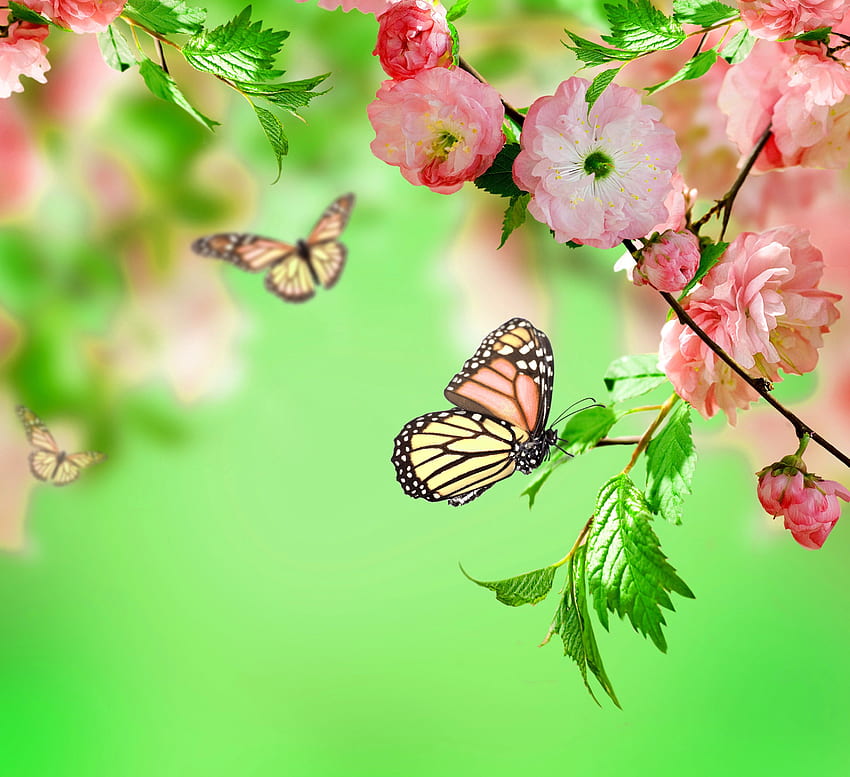 Flowers: Flowers Delicate Pink Beautiful Sunshine Bloom Spring, Spring Butterfly HD wallpaper