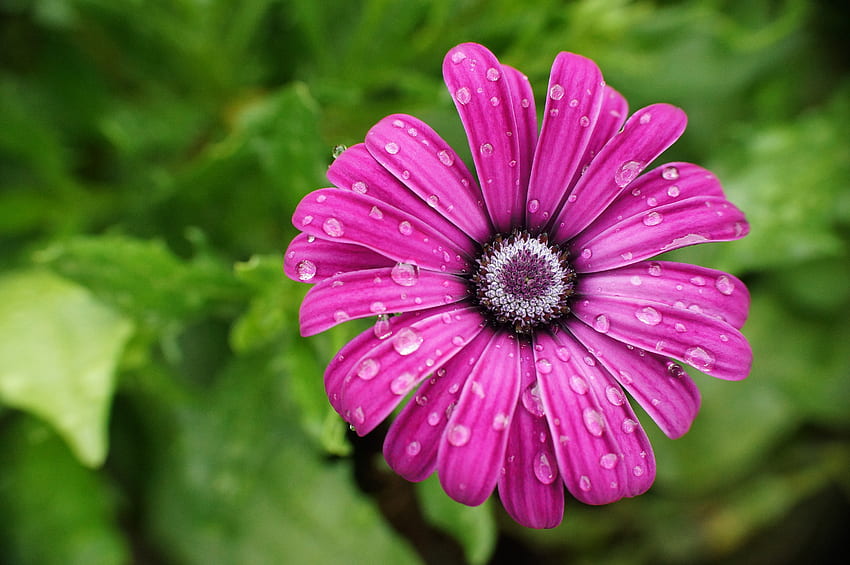 Flowers, Drops, Flower, Petals, Wet, Daisy HD wallpaper | Pxfuel